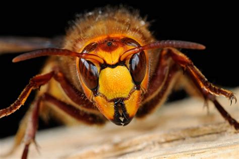 Plague Of Killer Hornets Set To Invade Uk And Destroy Bee Population Experts Warn The