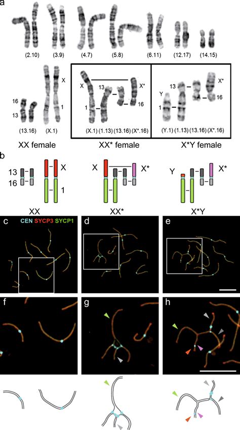 Karyotype And Meiotic Sex Chromosome Conformation Of Xx Xx And Xy Download Scientific