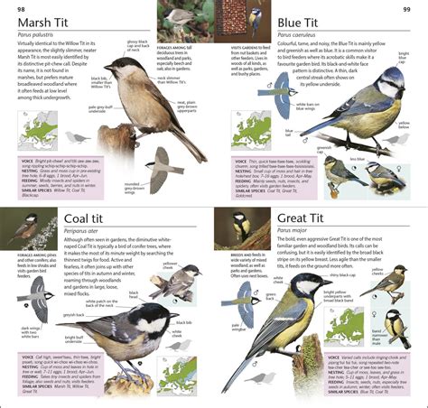 What Are The Best Bird Books For Children