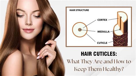 Hair Cuticles What They Are And How To Keep Them Healthy Az Hair