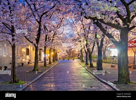 Gion Shirakawa Kyoto Japan During Cherry Blossom Season At Twilight