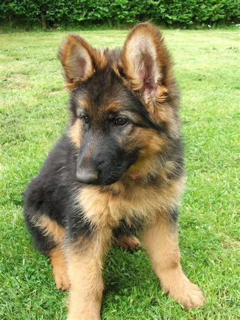 Every german shepherd puppy is socialized and neurologically stimulated from day one, giving them the ideal temperament as a loving family pet, personal protection dog, or superior service dog. Excellent pedigree German Shepherd puppies | Birmingham, West Midlands | Pets4Homes