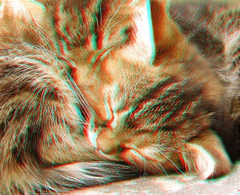 3d Anaglyph Of Two Sleeping Cats — Stock Photo © Ifeelstock 6402883
