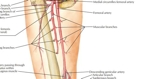 Femoral Artery And Its Branches Youtube