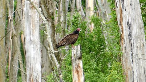 turkey-vulcher – Day Trip In An Hour