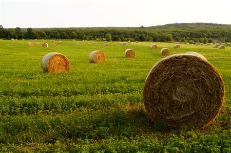Free Images Nature Plant Hay Field Farm Meadow Prairie Summer