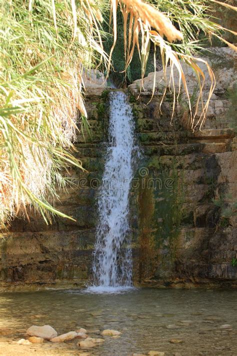 Baje La Cascada En El Oasis De Ein Gedi Israel Imagen De Archivo
