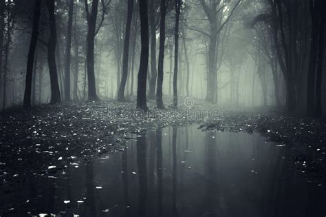 Dark Spooky Forest With Mysterious Fog And Lake Stock