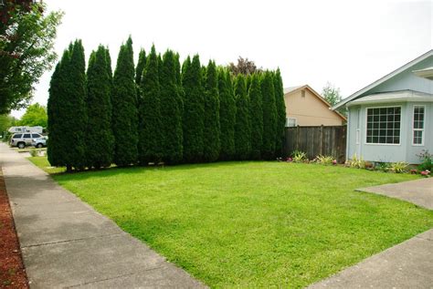 Top 5 Evergreen Privacy Trees That Are Easy To Grow Dengarden