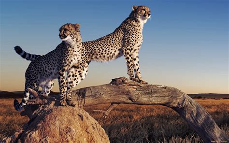 Download Cheetah Wallpaper Gallery