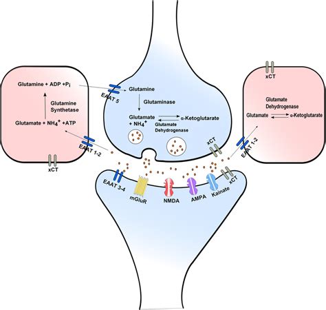 Glutamate Release And Uptake The Xc Antiporter And The Download Scientific Diagram