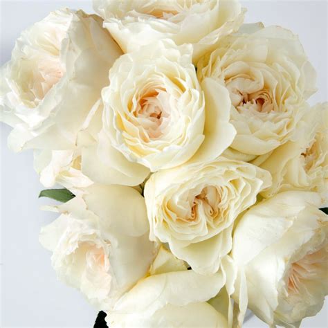 White Cloud Roses Garden Roses Direct