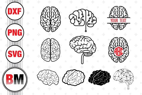 Brain Svg Png Dxf Files By Bmdesign Thehungryjpeg