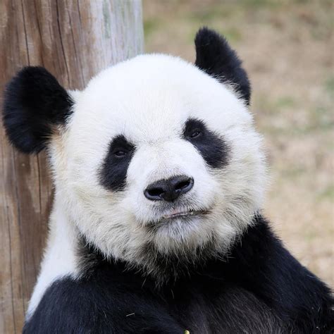 The Memphis Zoos Giant Pandas Ya Ya And Le Le Love Bamboo Residents