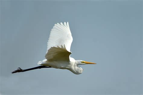 Large Egret Flying White Bird Free Photo On Pixabay