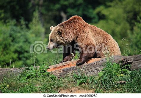 Kodiak Brown Bear Canstock