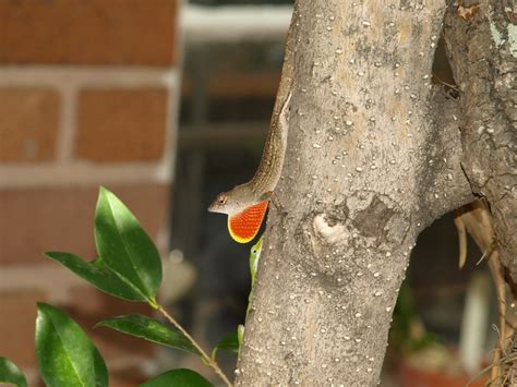 A Brown Anole Displaying For A Green Anole The Brown Anoles Are An