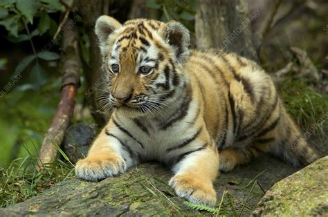 Siberian Tiger Young Cub Stock Image F0231929 Science Photo Library