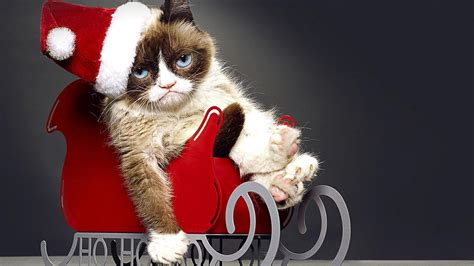 Movie Grumpy Cats Worst Christmas Ever Hd Wallpaper