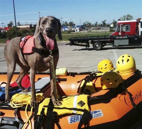 Lily Joplin Tornado Search And Rescue Dog Dies At Age 10 Local News