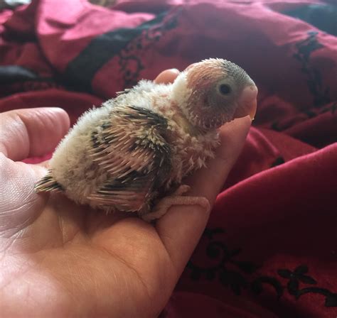 13 Day Old Budgie Finally Starting To Get Some Feathers Rbudgies