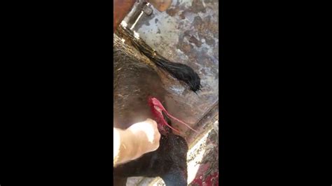 Draining Pus From Large Abscess On Leg Youtube