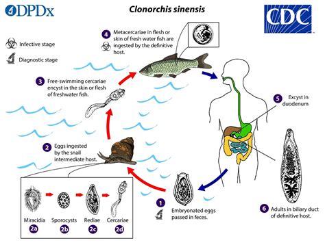 They are principally parasites of the liver of various mammals, including humans. CDC - Clonorchis - Biology