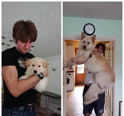 60 Before And After Photos Of Dogs Growing Up With Owners Check More At