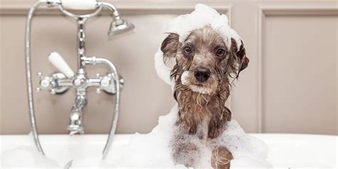 How Often Should You Wash Your Dog The Right Schedule
