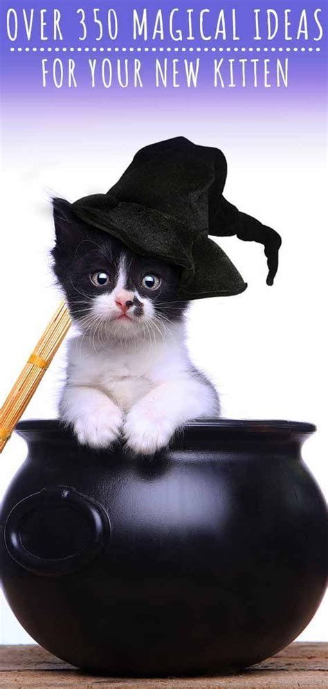Witch Cat Names Over Magical Ideas For Your New Kitten Halloween Names For Cats Cat