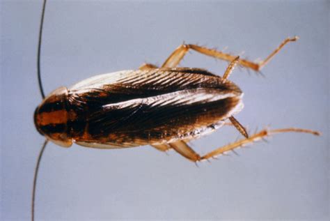 German Cockroaches Florida Bugs The Bug Man Pest Control