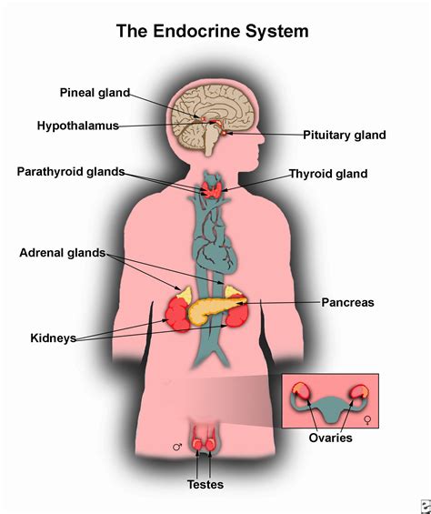 Printable Picture Of The Endocrine System