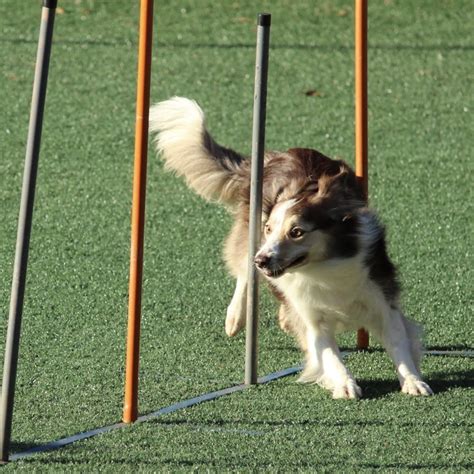 dog agility game.001