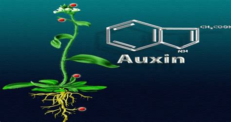 A New Mechanism For The Plant Hormone Auxin Discovered Hormones