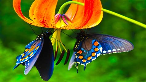 Cute Butterflies Are Hanging On Flowers 4k Hd Butterfly