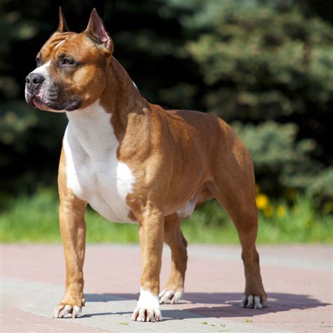 American Staffordshire Terrier Appearance Personality Etc