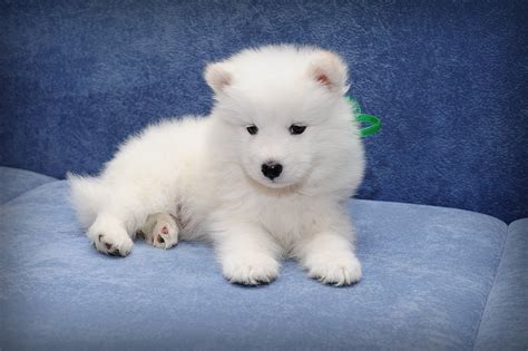 Animal Samoyed 4k Ultra Hd Wallpaper