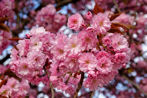 Trees Planet Prunus Serrulata Japanese Cherry Cherry Blossom