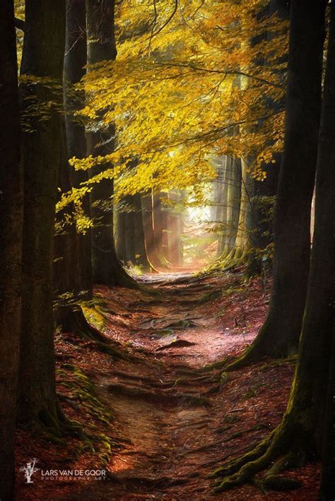 ~~path For The Mystic Magical Path Through A Autumn Forest By Lars