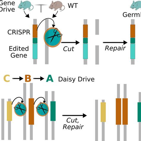 The Mechanism By Which Crispr Gene Drive Systems Distort Inheritance