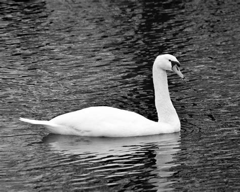 Beautiful Swan Mandi May Photography Beautiful Swan Swan Beautiful