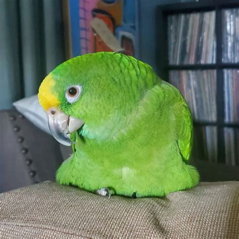 Amazon Parrot Learn About Nature