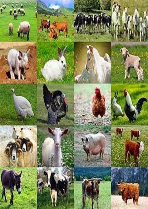 Farm Animal Collage Farm Animals Pictures Farm Animals Animals