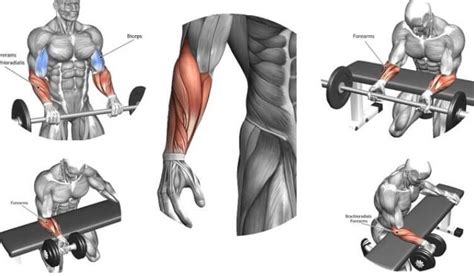 The Best Exercises For Massive Forearm — Steemit