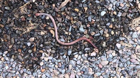 Maybe you would like to learn more about one of these? Regenwurm (Lumbricidae) im Garten - Bewegungen (Earthworm ...