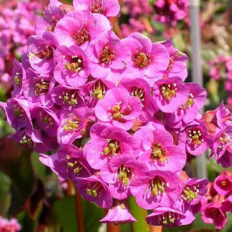 Bergenia ‘rotblum Terra Nova Nurseries Inc