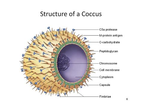 Coccus Bacteria Labeled