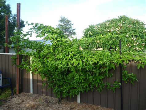 Passionfruit Black 2906jpeg 1440×1080 Passionfruit Vine Vine Trellis Vine Fence