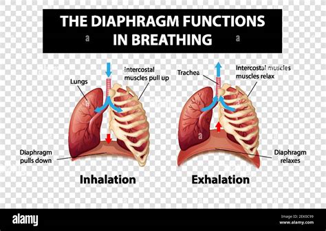 Diagram Showing Diaphragm Functions In Breathing On Transparent