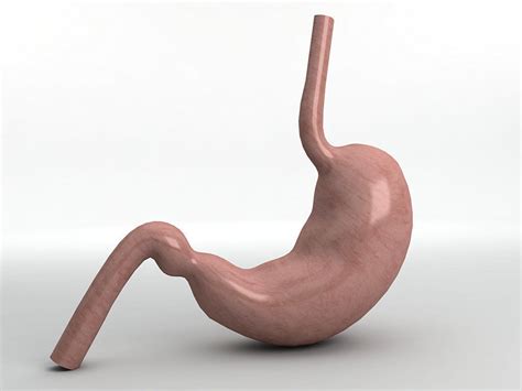 3d Model Human Stomach Vr Ar Low Poly Cgtrader